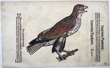 Conrad Gesner - First German Issue - Merlin, Falcon, Buzzard