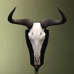 Blauwe Gnoe Schedel Taxidermie Opgezette Dieren By Max, Ophalen of Verzenden, Nieuw, Wild dier, Opgezet dier