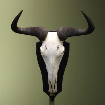 Blauwe Gnoe Schedel Taxidermie Opgezette Dieren By Max, Ophalen of Verzenden, Nieuw, Wild dier, Opgezet dier