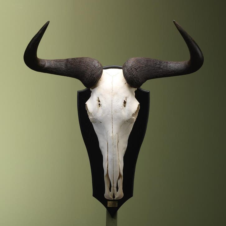 Blauwe Gnoe Schedel Taxidermie Opgezette Dieren By Max, Verzamelen, Dierenverzamelingen, Opgezet dier, Nieuw, Wild dier, Ophalen of Verzenden