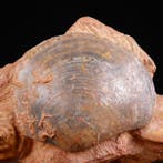 Fossiele schelpen specimen. - Fossiel fragment - Matrice, Collections