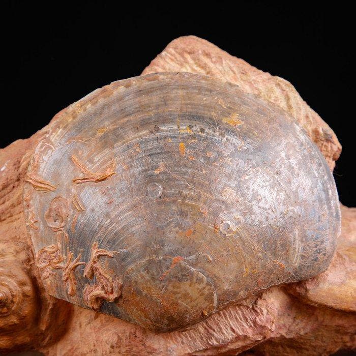 Fossiele schelpen specimen. - Fossiel fragment - Matrice, Collections, Collections Animaux