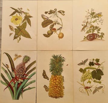 Maria Sibylla Merian (1647–1717) - Lot of 6 plates da