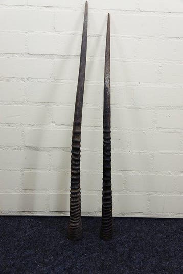 Gemsbok Hoorns - Oryx gazella - 92 cm - 3 cm - 0 cm-