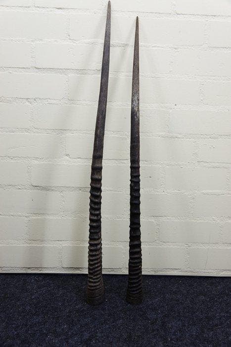 Gemsbok Hoorns - Oryx gazella - 92 cm - 3 cm - 0 cm-, Antiek en Kunst, Curiosa en Brocante