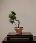 Bonsai van Pinus thunbergii Senjyumaru - Hoogte (boom): 18