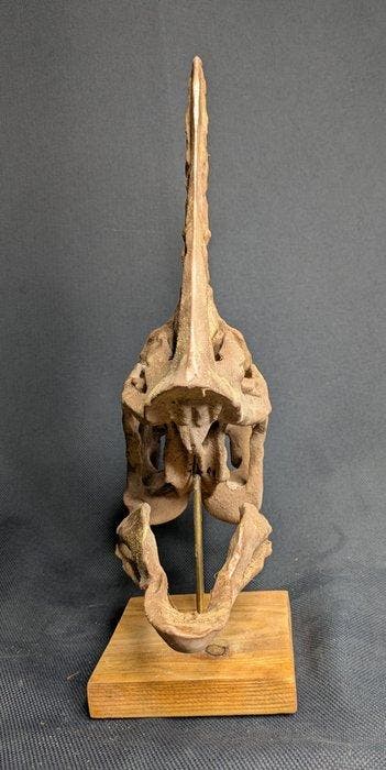 Spike the Oviraptor - Museumkwaliteit-replica - Fossiele, Collections, Minéraux & Fossiles