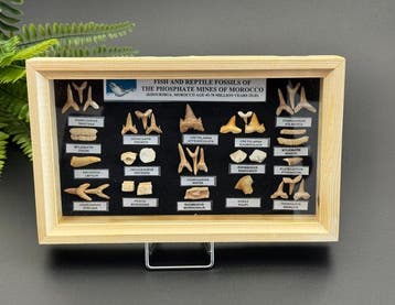 haai, Mosasaurus, Enchodus, Corax en meer - Fossiele tanden, Verzamelen