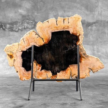 Magnifique tranche de bois pétrifié sur un socle