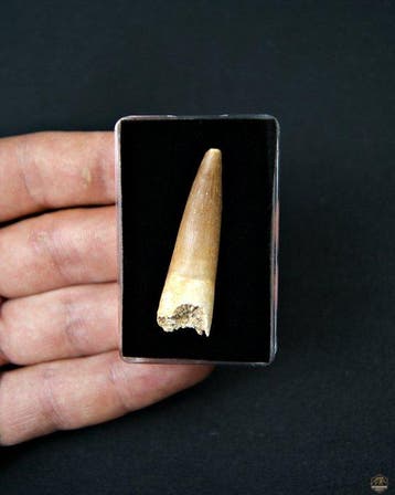 Reptile marin - Dent fossile - Plesiosaurus sp. (Sans prix