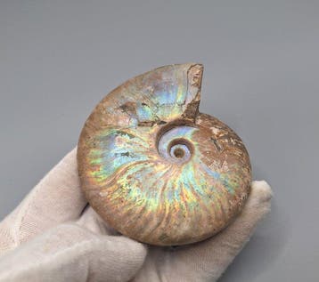 Grosse ammonite nacrée - Animal fossilisé - Cleoniceras