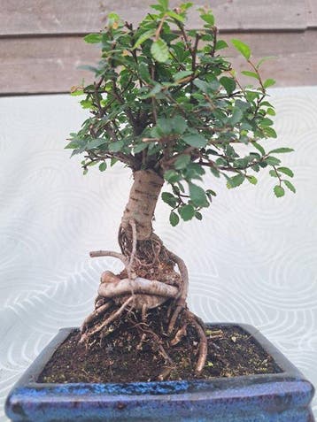 Chinese iep bonsai (Ulmus parviflora) - Hoogte (boom): 18 cm