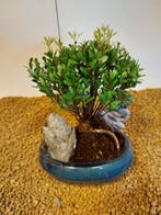 syzygium - Hoogte (boom): 18 cm - Diepte (boom): 14 cm -