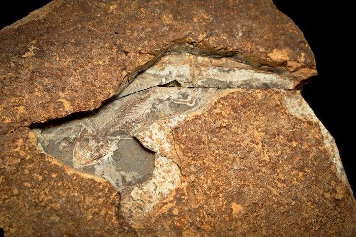 Salamander - Fossiele matrix - Liaoxitriton zhongjiani - 18, Verzamelen, Mineralen en Fossielen