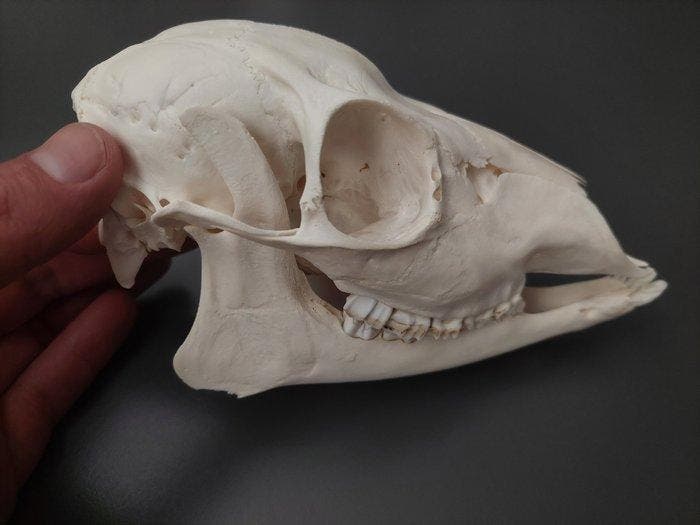 Ree Schedel van een zoogdier - Capreolus capreolus - 15 cm -, Antiek en Kunst, Curiosa en Brocante