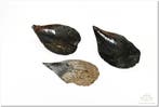 Hamerschelpen klein 1 kilo, Nieuw