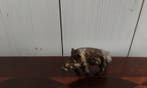P. Chenet - Statue, everzwijn - 4 cm - Bronze