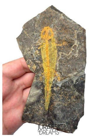 Museumwaardige zeldzame Jeholotriton paradoxus - primitieve