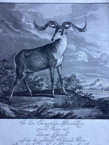 Johann Elias Ridinger (1698-1767), after - The Stag
