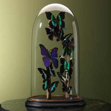 Vlinders in Antieke Stolp Taxidermie Opgezette Dieren By Max, Ophalen of Verzenden, Opgezet dier