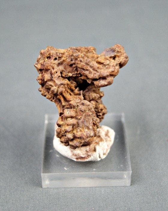 fossiele uitwerpselen - Gefossiliseerd dier - Coprolite, Collections, Minéraux & Fossiles