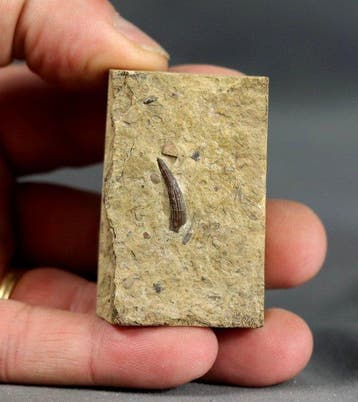 Une belle dent de reptile marin triassique. - Animal