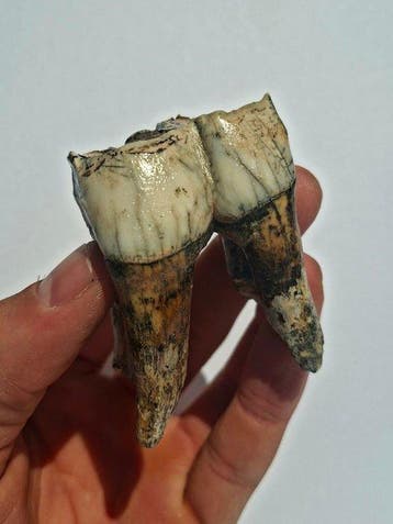 Rhinocéros laineux - Molaire fossile - Coelodonta, Collections