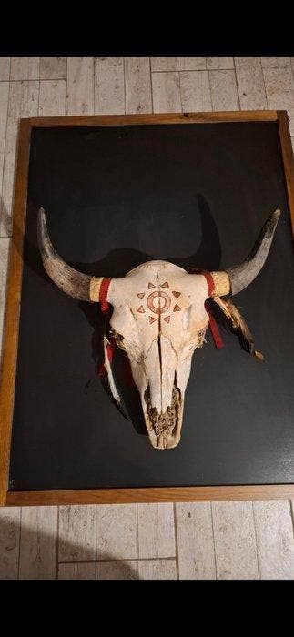 Bizon Schedel - Bison bison - 60 cm - 58 cm - 20 cm - (1), Antiquités & Art, Curiosités & Brocante