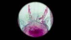 Galatheidae Pantser - Galatheidae spp. - 10.5 cm - 4.5 cm -
