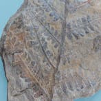 Fougère - Plante fossilisée - Callipteris conferta - 115 mm