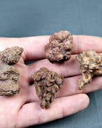 Verse dinosauruspoep - Gefossiliseerd dier - Coprolito