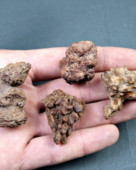 Verse dinosauruspoep - Gefossiliseerd dier - Coprolito, Verzamelen, Mineralen en Fossielen