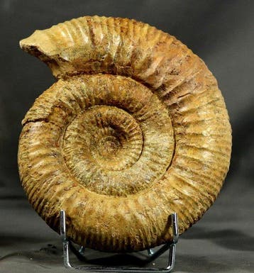 Een fraaie ammoniet - - Gefossiliseerd dier - Stephanoceras, Verzamelen