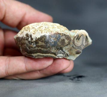Fijnste gefossiliseerde stromatoliet die binnen- en