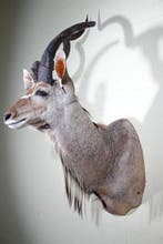 Monture dépaule de grand kudu - Crâne - Tragelaphus, Collections, Collections Animaux