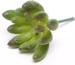 Latex Succulent Groen Rood 6,5 cm per stuk