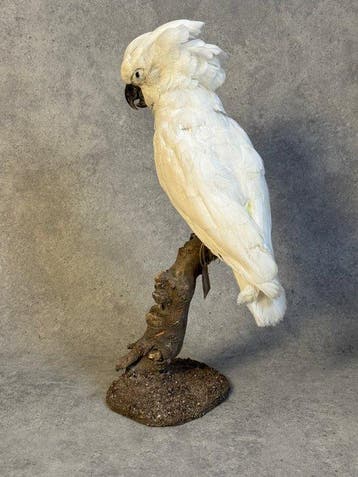Witte kaketoe Taxidermie volledige montage - Cacatua alba -, Collections