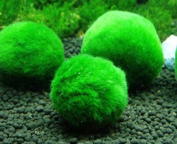 Cladophora Aegagropila - mosbal (Aquariumplanten), Verzenden, Plant(en), Steen of Hout