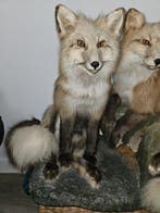 Koppel opgezette vossen Taxidermie volledige montage -