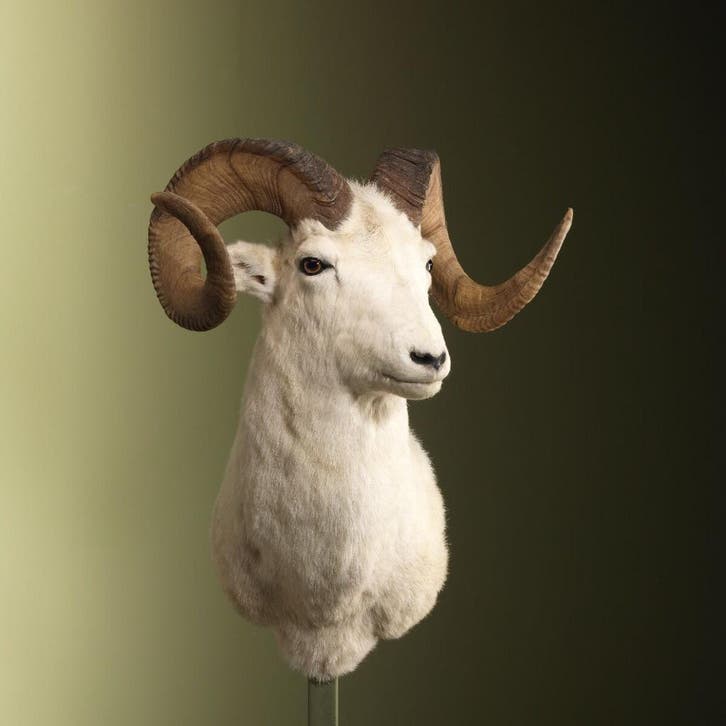 Dalls Schaap Taxidermie Opgezette Dieren By Max, Collections, Collections Animaux, Enlèvement ou Envoi