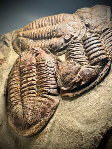 Spectaculair museumkwaliteit Asaphide trilobiet sterfteplaat, Verzamelen