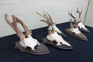 abnormal Roebuck Schedel - Capreolus capreolus - 0 cm - 0 cm, Nieuw