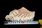 Fossiele matrix - Psittacosaurus - 17 cm - 11 cm