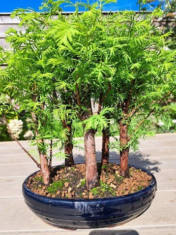 Grote metasequoia bonsai in bonsaischaal - Hoogte (boom): 28