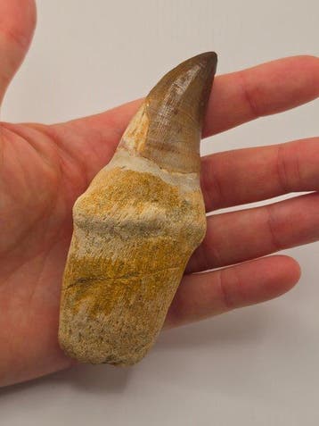 Mosasaurus - Fossiele tand - 10 cm (Zonder minimumprijs)