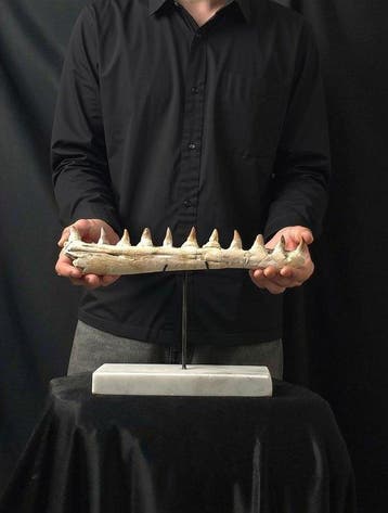 Mosasaurus - Fossiele tand - Mosasaur jaw from Morocco with