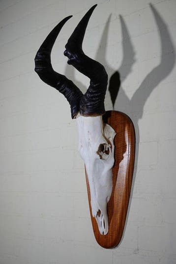 Hartebeest skull Schedel - Alcelaphus buselaphus - 31 cm -, Verzamelen, Dierenverzamelingen, Nieuw