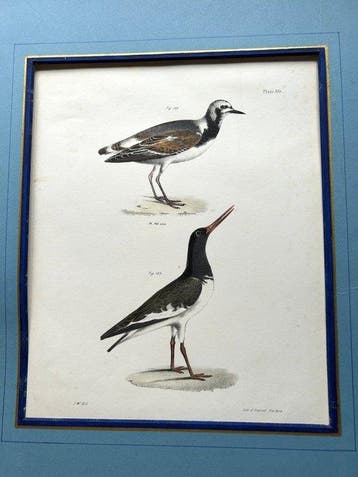 John William Hill - Turnstone and Oyster Catcher – Plate 80, Nieuw