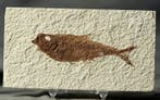 Uitstekende fossiele vis - - Gefossiliseerd dier -