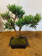 Boeddha-den bonsai (Podocarpus macrophyllus) - Hoogte